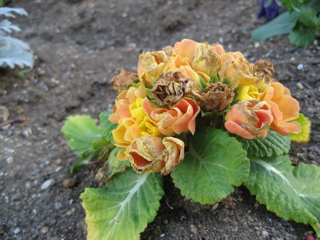 実写美⭕️美品【動作確認済】Canon　IXY　DIGITAL 70 PC1193