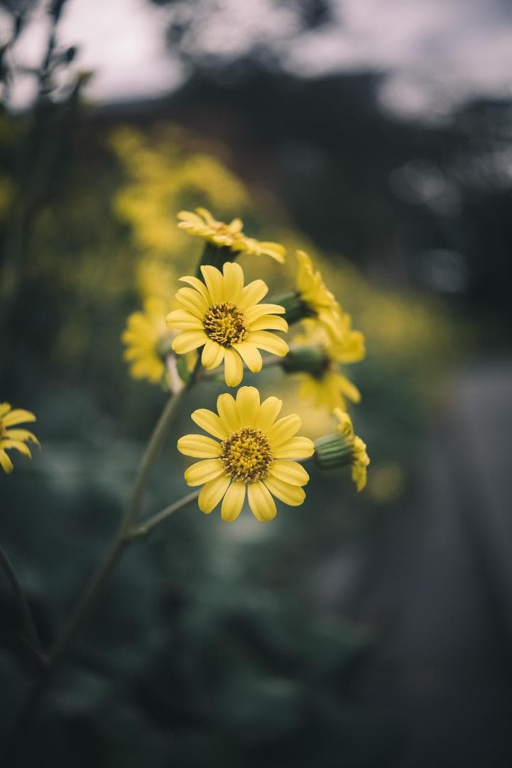 梅鉢！千代田光学 SUPER ROKKOR 45mm f2.8