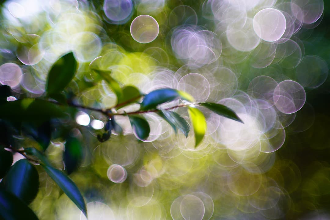 【バブルボケ】ミノルタ Auto-Rokkor-PF 58mm F1.4 125