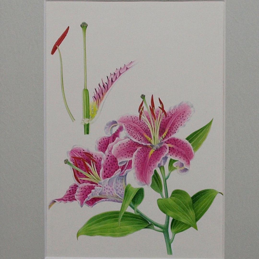 絵画】ボタニカルアート 「かのこゆり」原画