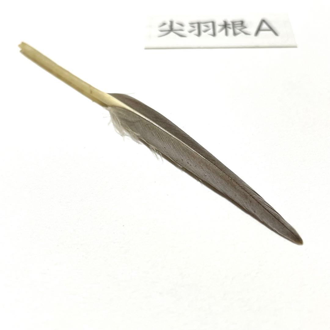 盆石道具 尖羽根 (F)