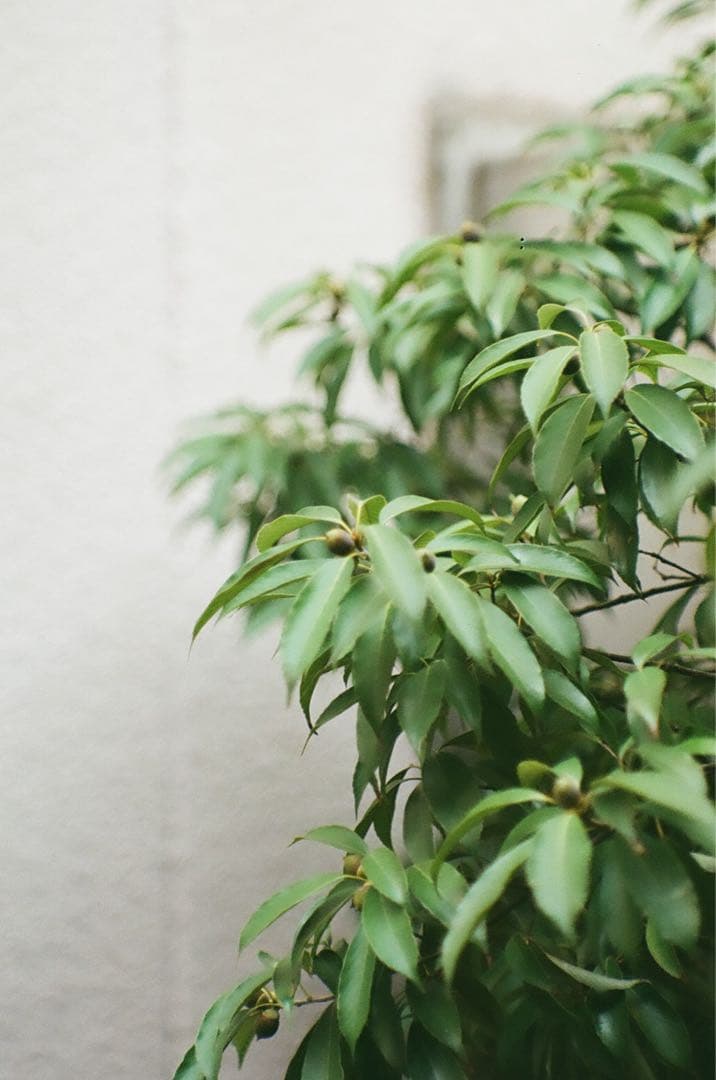 LZOS Jupiter-9 85mm F2 M42 ロシア ソビエト