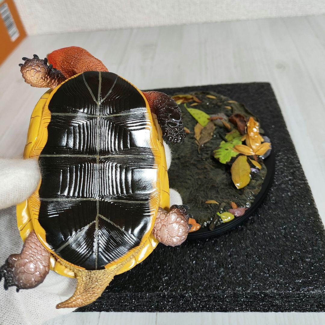 動物の惑星】☆セマルハコガメ☆写実シリーズ.自然界第4弾