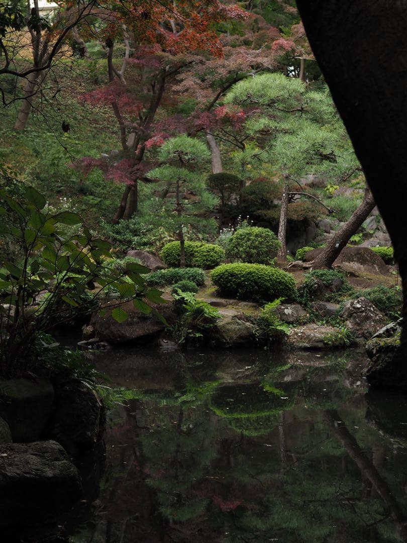 【ピンクの猫】Sigma 30mm f1.4 DC DN