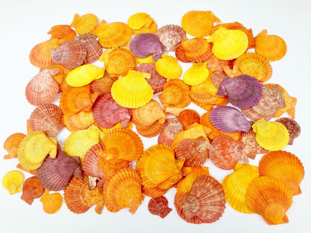 貝絵用 研磨済み ひおうぎ貝の貝殻キャンバス100枚1セット Amazon.co.jp: 【貝殻の問屋さん】ヒオウギガイ両面ミックス (貝殻のみ