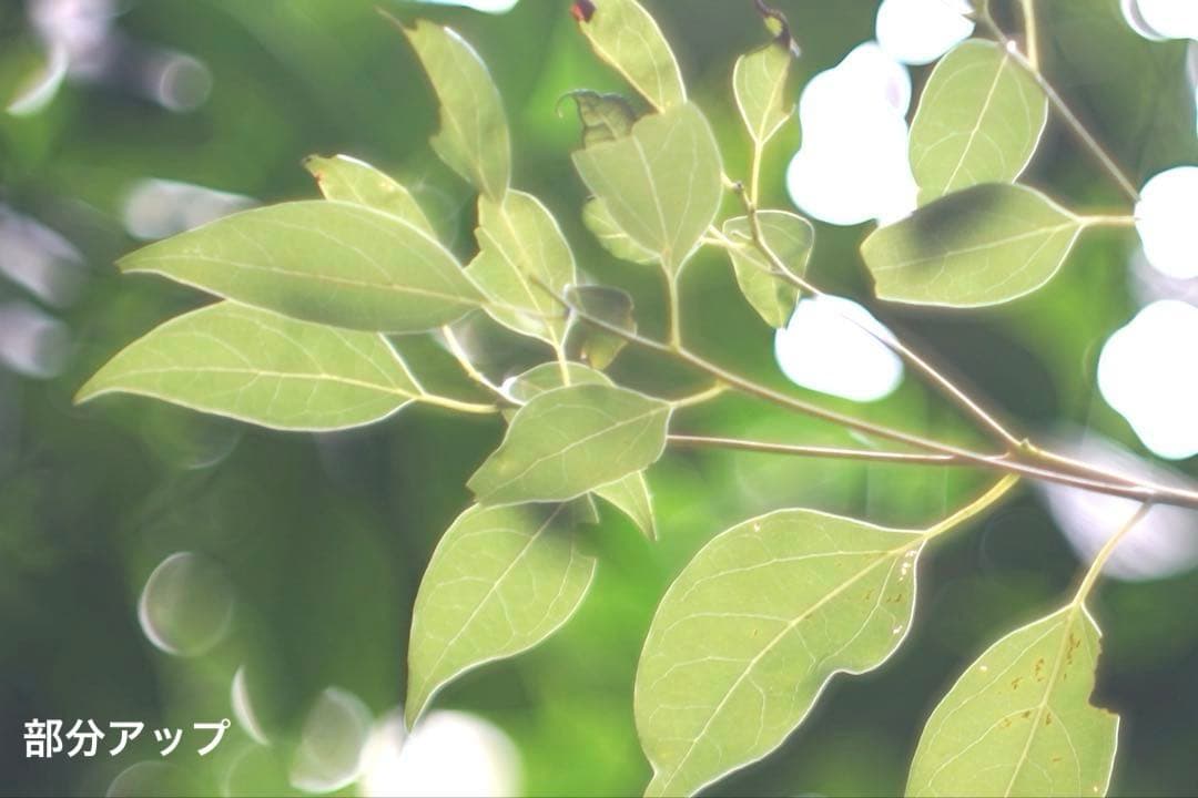 ライカ｜ヘクトール73mm F1.9 Hektor 7.3cm シルバークローム