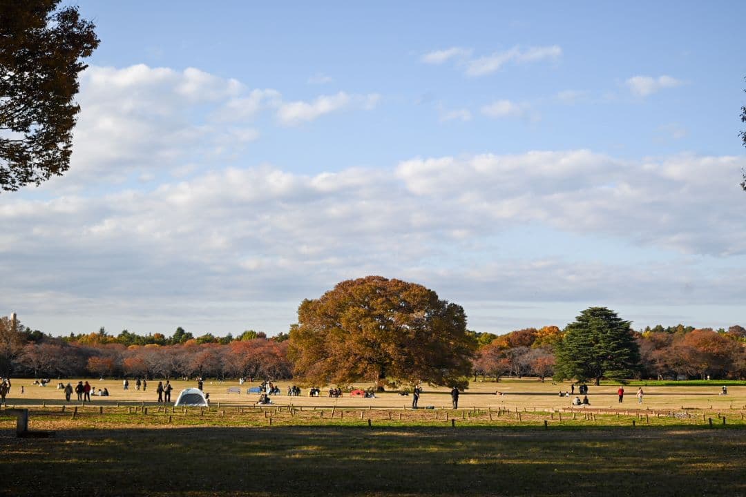 Nokton D35mm F1.2 Zマウント