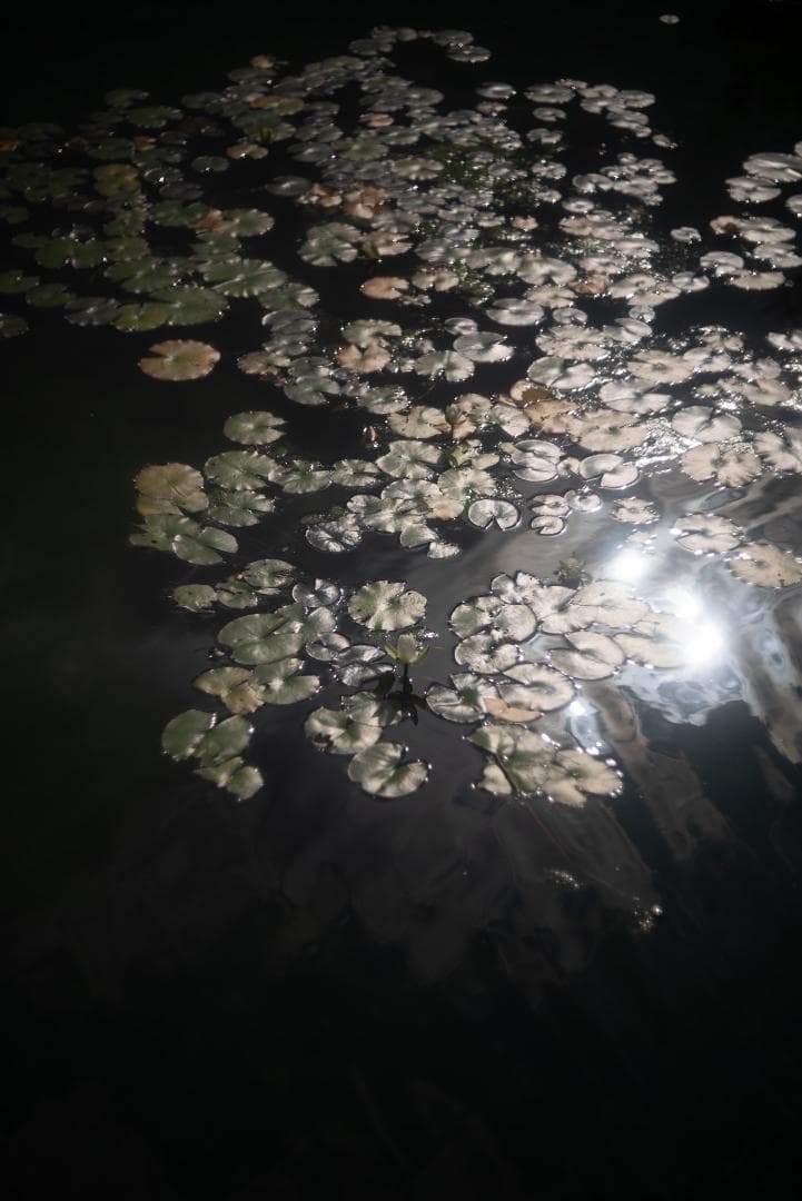 N O Go様虹の出る癖玉！Leica Summar 50mm f2