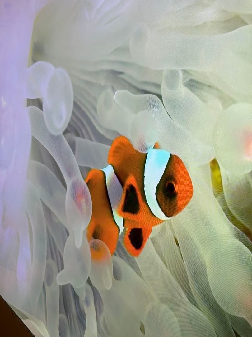 送料込み！　SHARP 4T-C70CN1 4K液晶テレビ　AQUOS