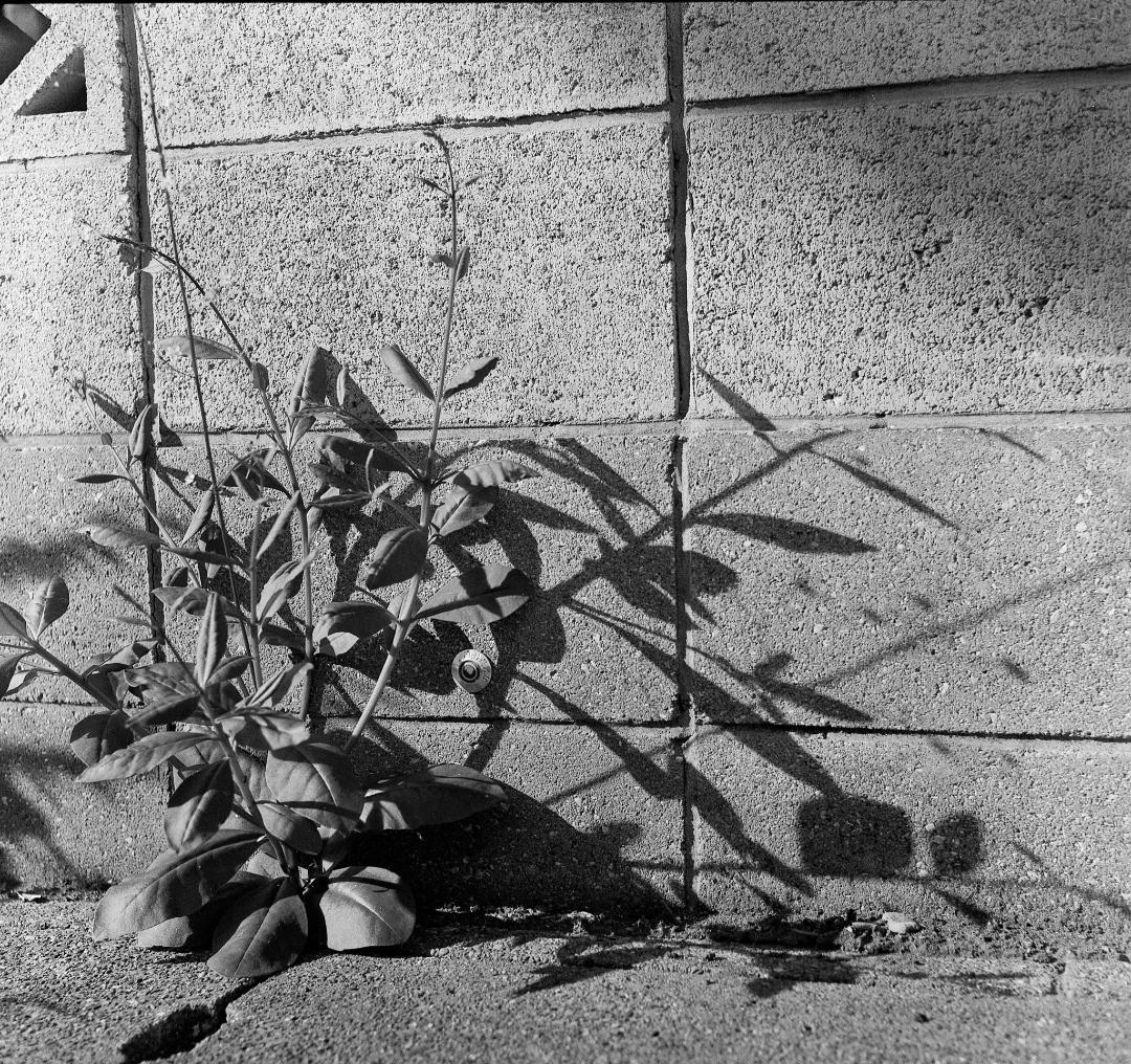 【整備済完動品】作例あり　Minolta Autocord