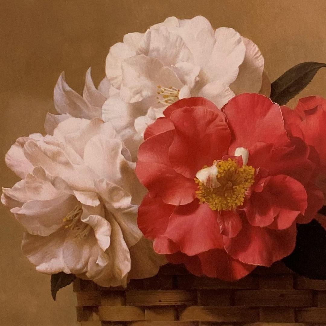 森本草介、【椿】、希少な画集より、新品額装付、マット額装付き