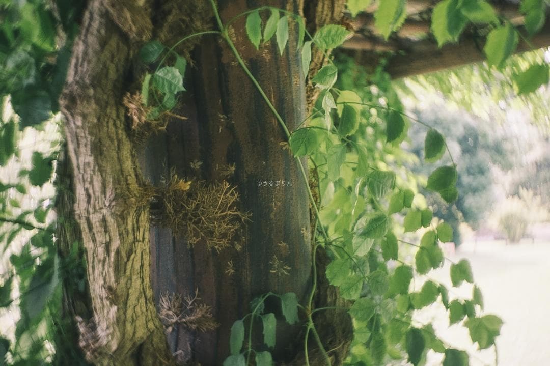 ズノーが1万円以下！Eマウント解禁！ZUNOW Cine 14mm F1.9