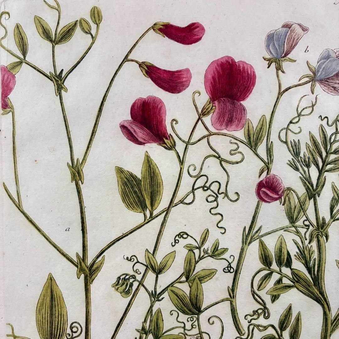 ヨハン・ヴァインマン「スイートピー」銅版画+手彩色 作品保証書有