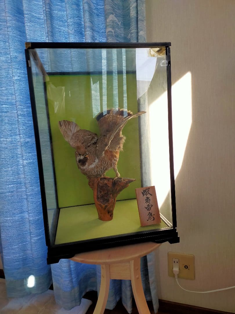 蝦夷雷鳥(エゾライチョウ)の剥製 - メルカリ