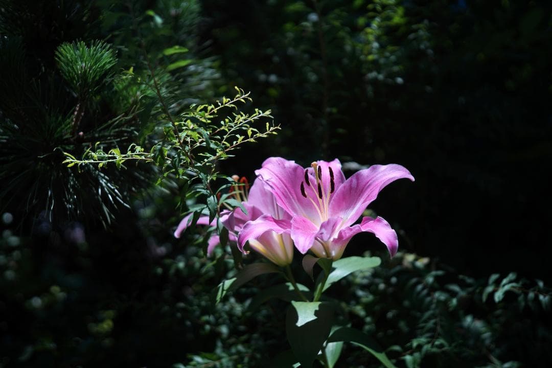 良品 Canon Model 7 / Canon Lens 50mm F1.8