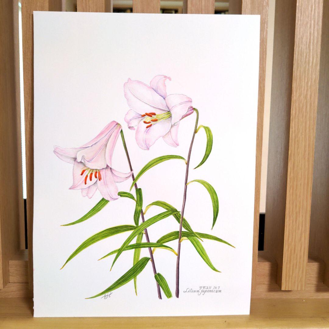 水彩画(ササユリ①) 原画 マット無し - メルカリ