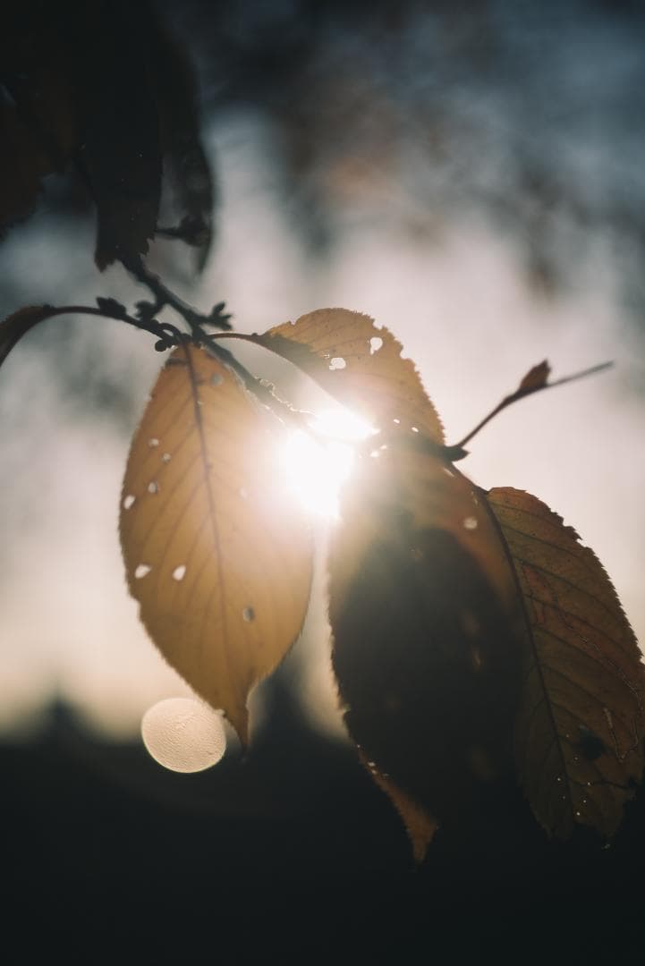 訳ありSALE！Leica Summicron 50mm 1st 沈胴