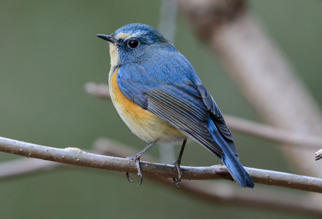 レンズ(ズーム) Nikon AF-S NIKKOR 200-500mm F5.6 E ED VR