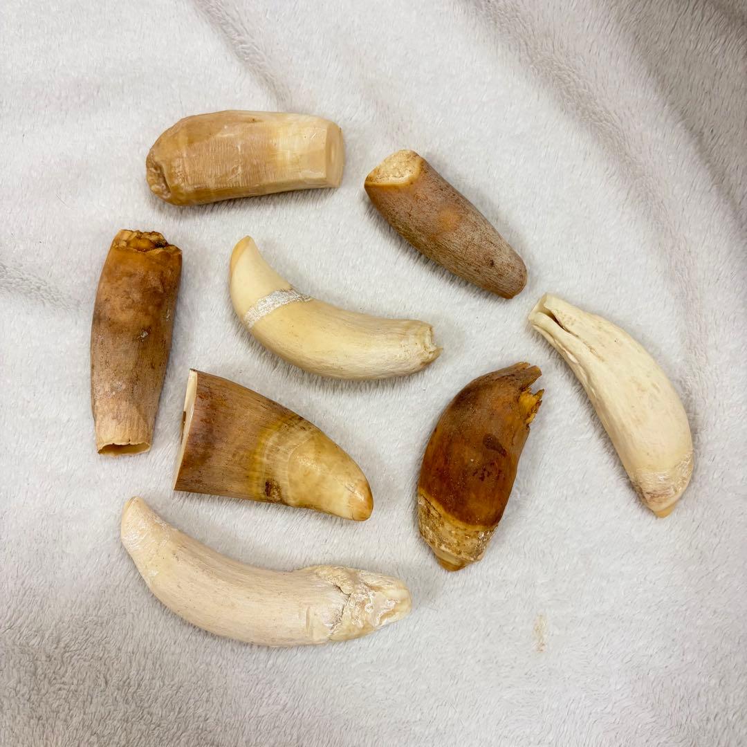 希少】マッコウクジラ 歯 485g 8本 まとめ売り - メルカリ