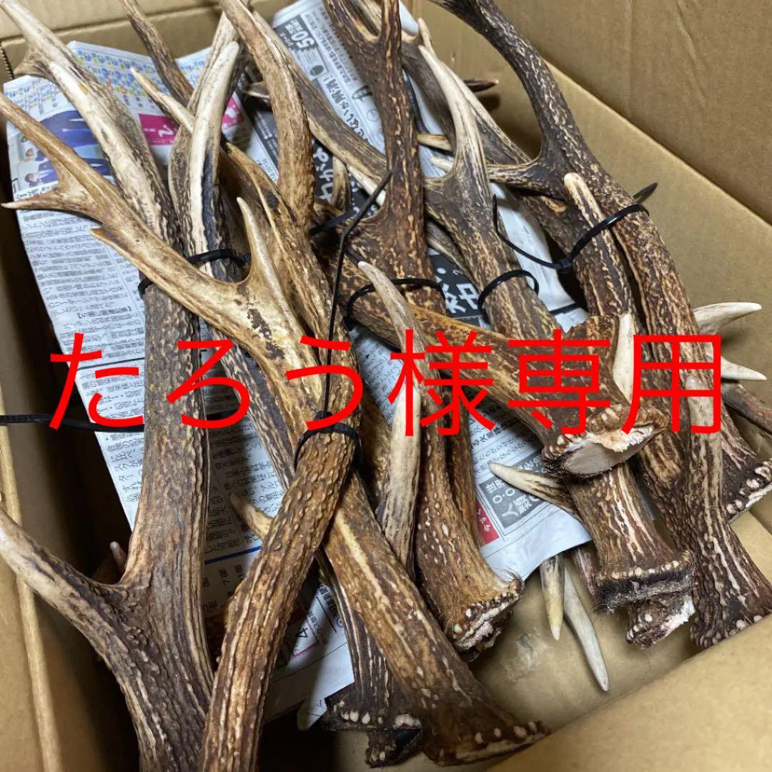 天然日本鹿 鹿角 26本セット ニホンジカ 鹿 シカ 角 ツノ - メルカリ