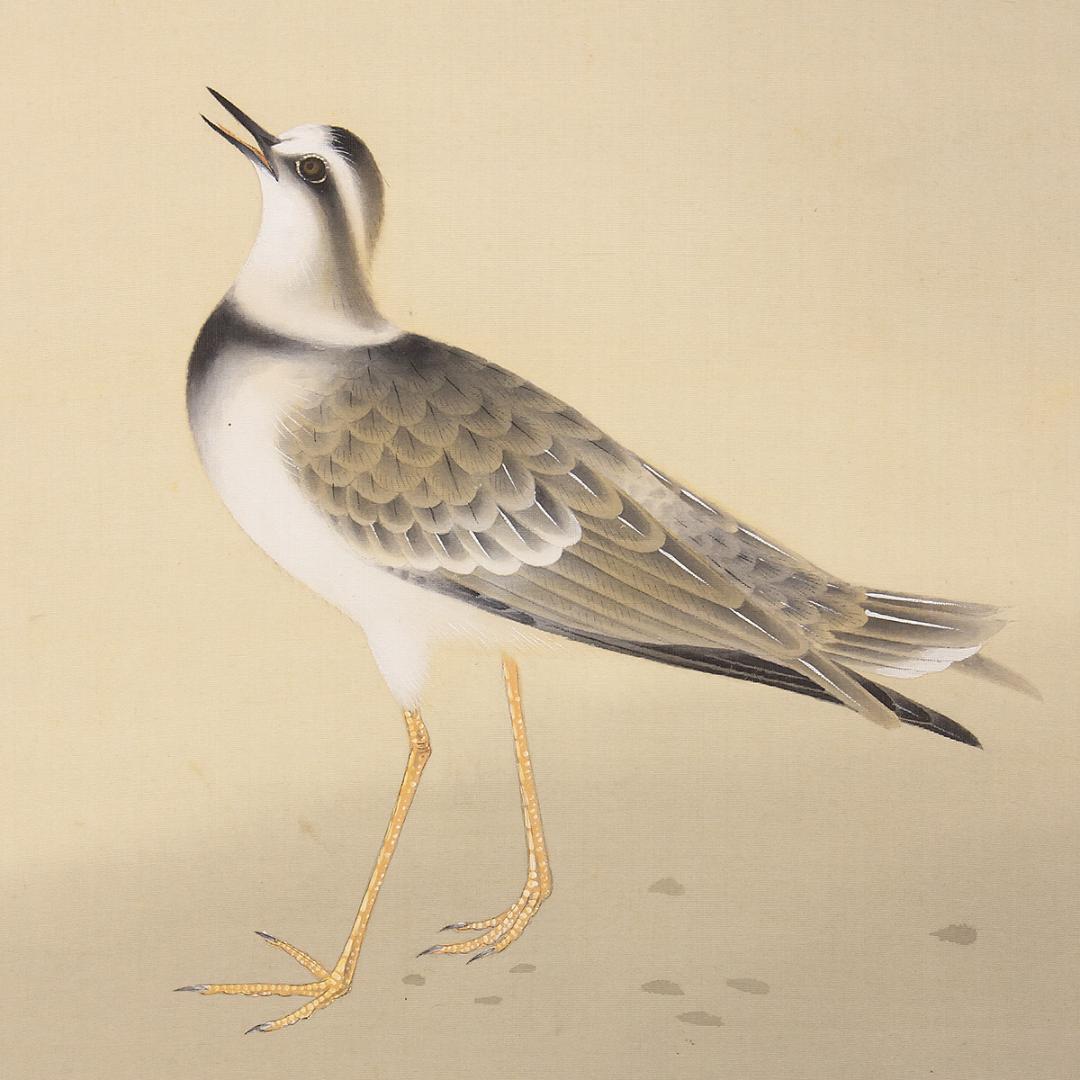 掛軸 日本画 山本倉丘「千鳥」本名 傳三郎 山元春挙,堂本印象に師事