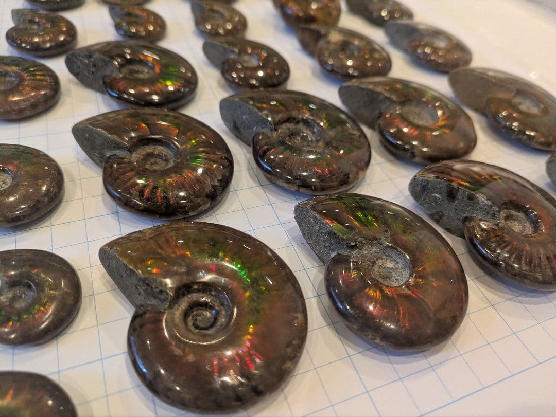 アンモナイト・アンモライト コレクション 約38個 アンモナイト・アンモライト コレクション 約38個