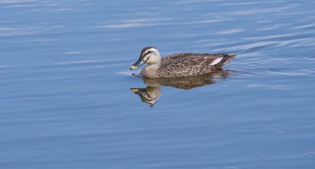OLYMPUS 超望遠ズームレンズ 75-300mm F4.8-6.7 II