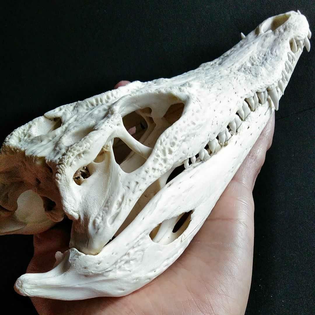 骨格 標本 ワニ 頭骨 クロコダイル シャムワニ - メルカリ
