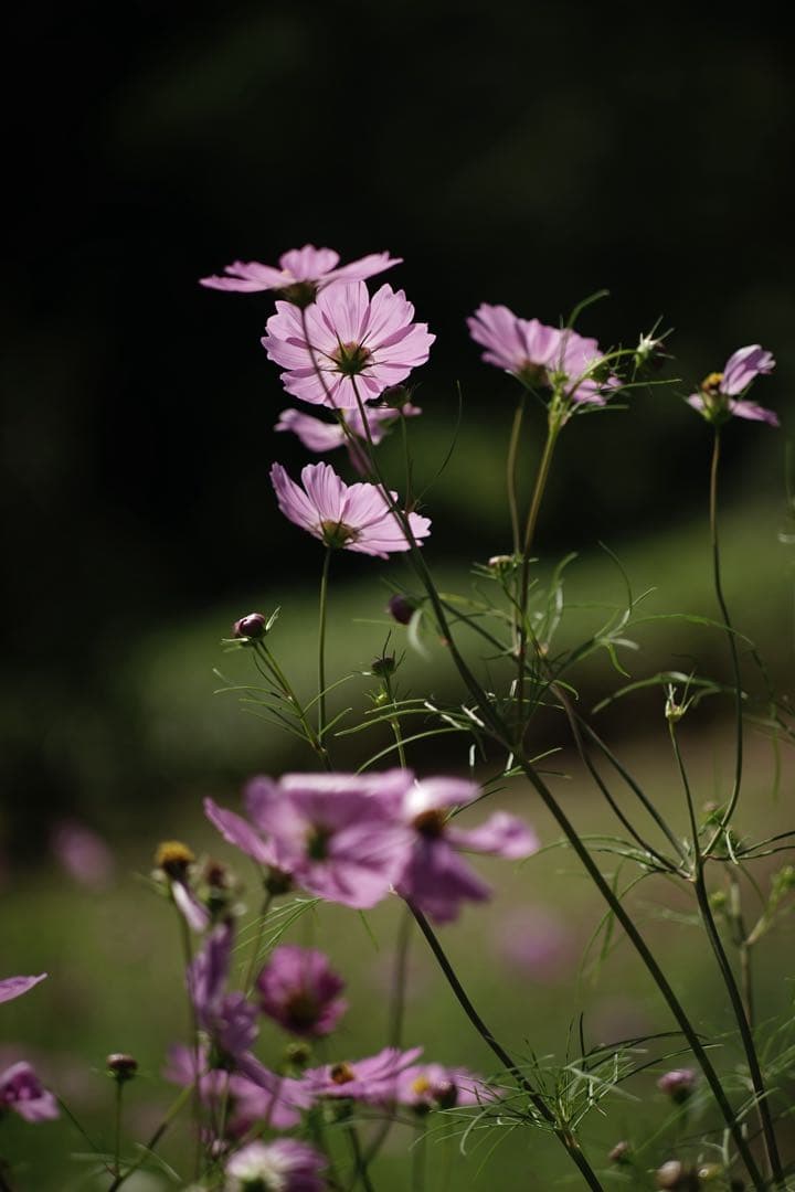 作例付き　Konica HEXANON AR 100mm F2.8 管mpr
