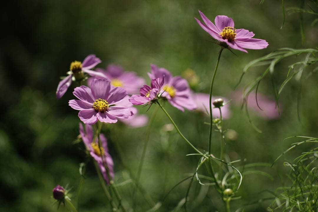 作例付き　Konica HEXANON AR 100mm F2.8 管mpr