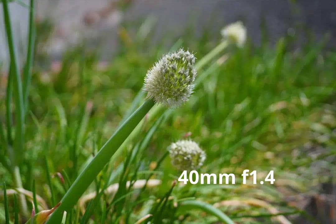 作例つき作動品 OLYMPUS PEN FT レンズ2本付き ハーフカメラ