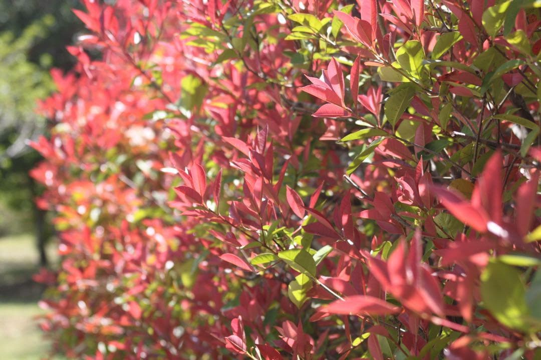 スポーツ撮影に最適✨️Canon 75-300mm F4-5.6 Ⅱ USM 望