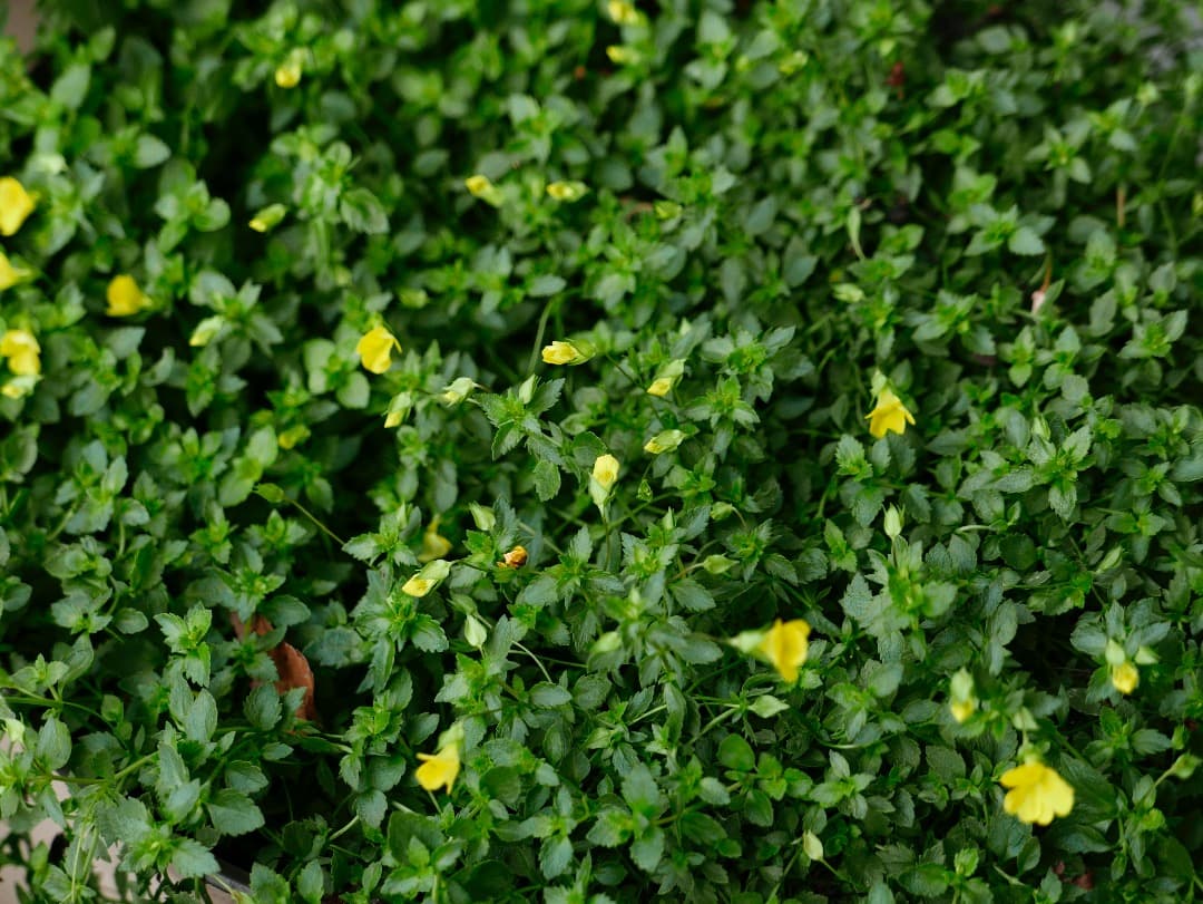 デジタルカメラ LEICA D-LUX (Typ 109)