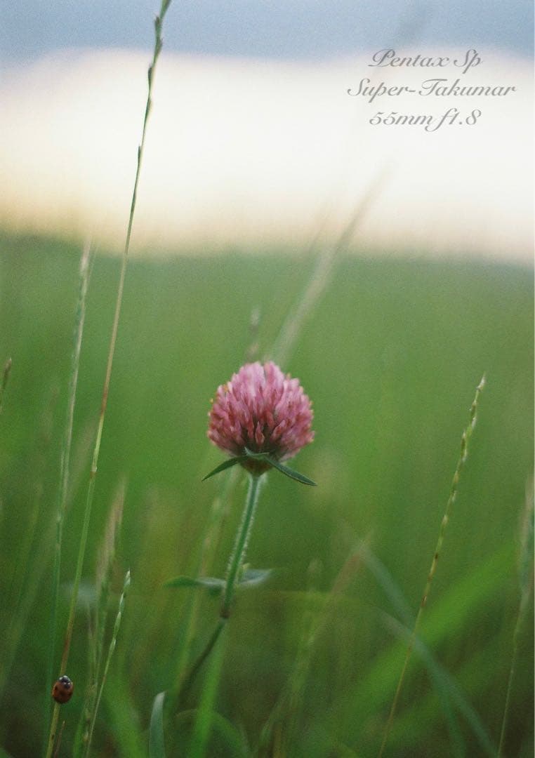 ★完動品＊初期保証付！pentax sp★作例多数★フィルム入門に！