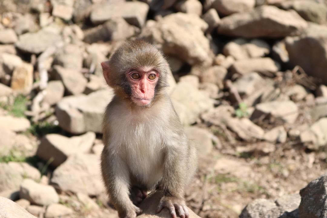 Canon　Kiss X7　ダブルズームセット　18-55mm　55-250mm