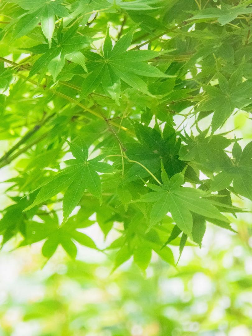 Panasonic LUMIX TZ60（作例あり）