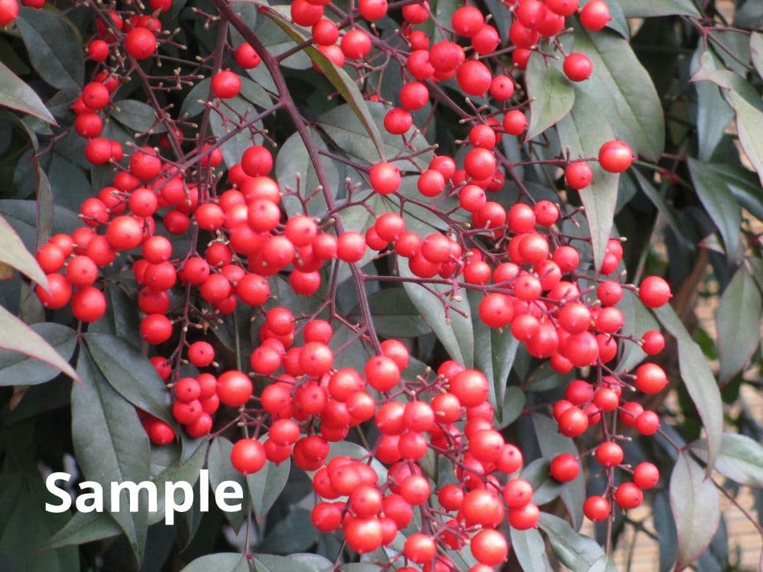 デジタルカメラ Canon PowerShot A4000 IS PC1730