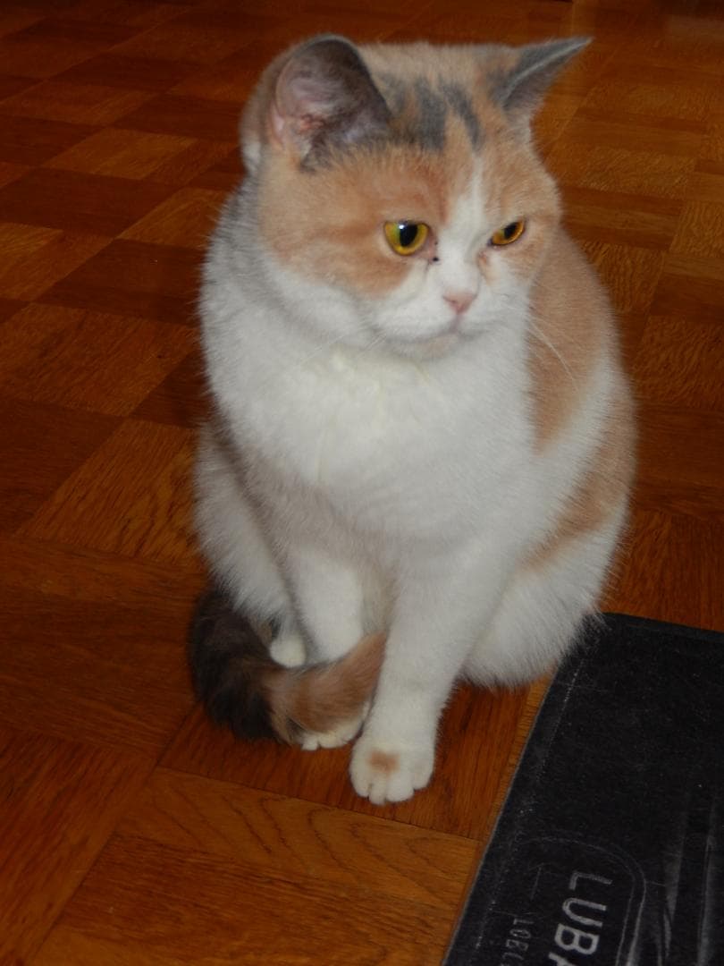 本体新等品　ニコンcoolpixS9500　テスト撮影済　画像多数