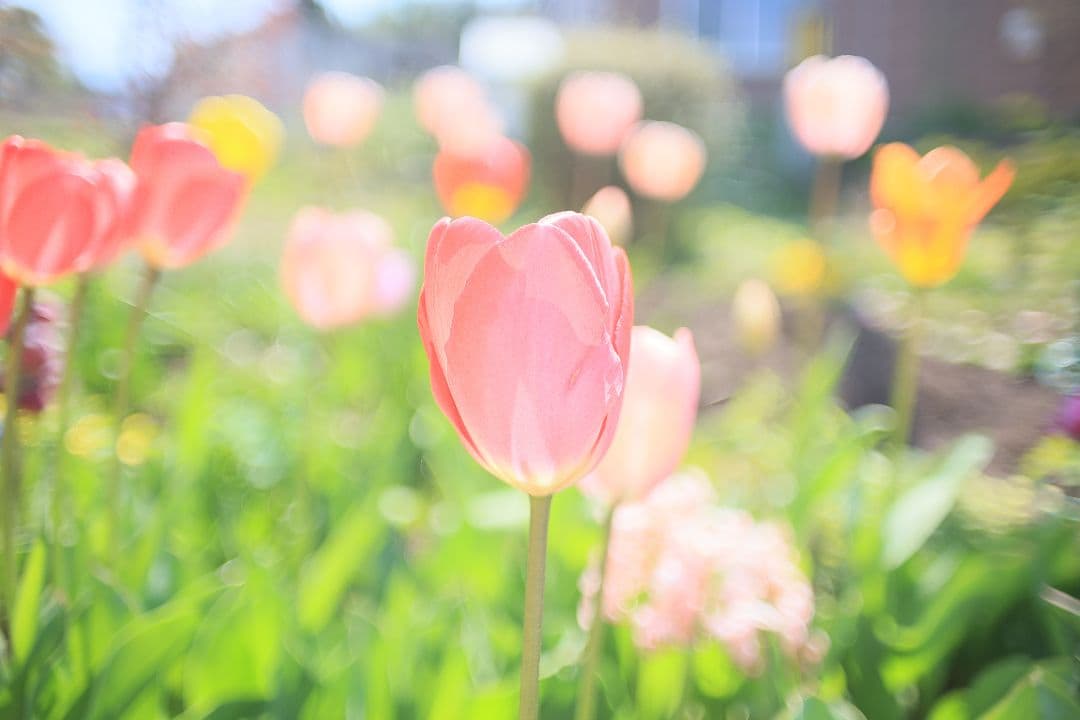 《希少》KINO PRECISION KIRON 28mm F2 MC【良品】