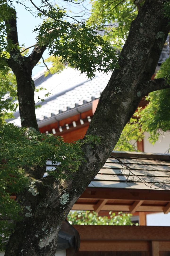 Canon EOS M100 ミラーレス一眼カメラ 望遠レンズ付セット