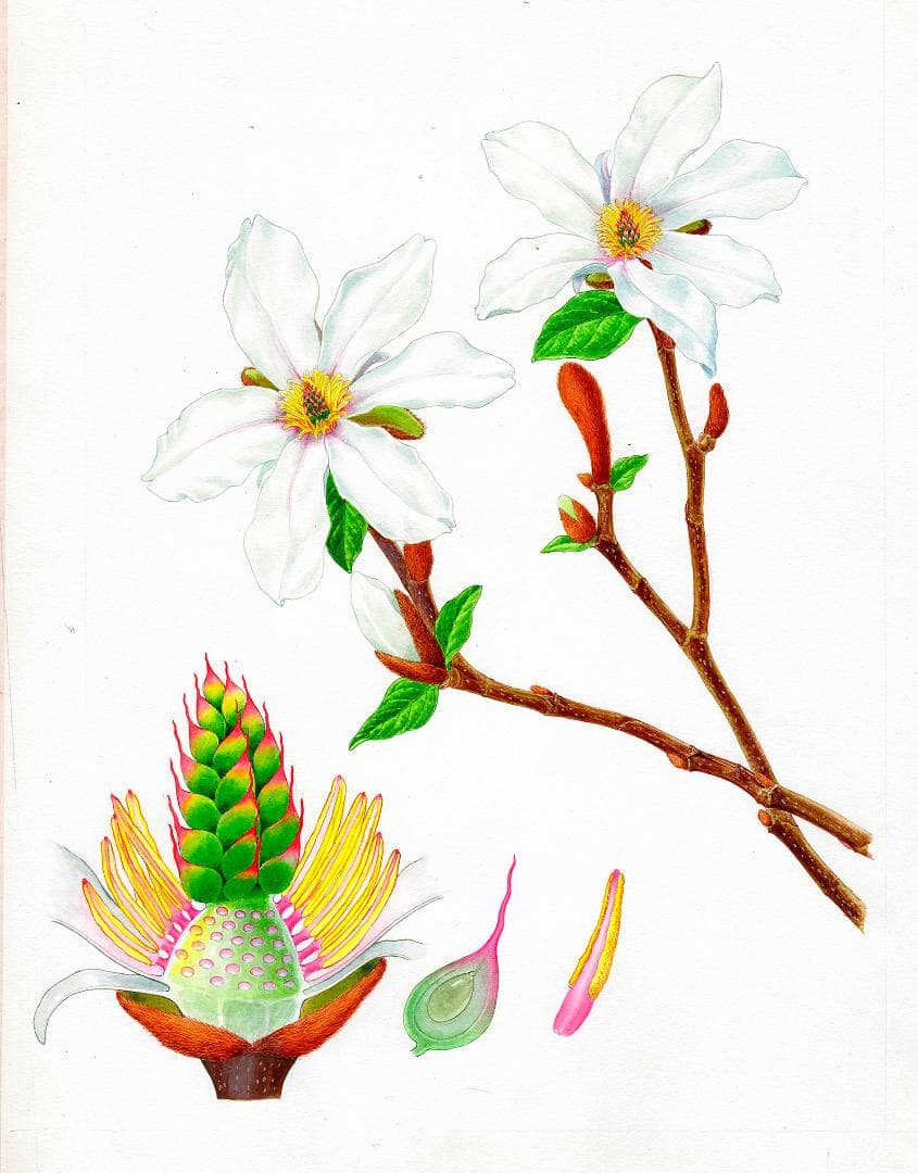 絵画】ボタニカルアート 「こぶし」原画