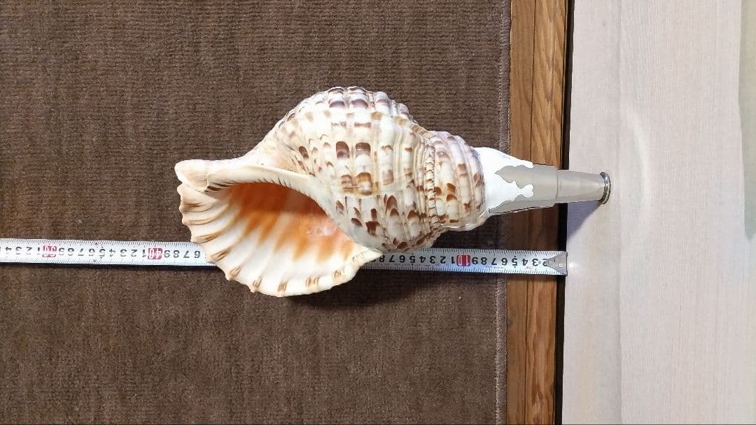 法螺貝 11 訳あり価格 - メルカリ