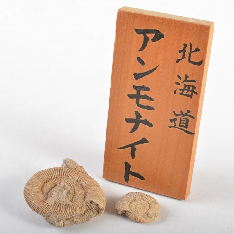 アンモナイ化石　北海道　立札付　2点まとめて　C　R5972 アンモナイ化石 北海道 立札付 2点まとめて C R5972 - メルカリ