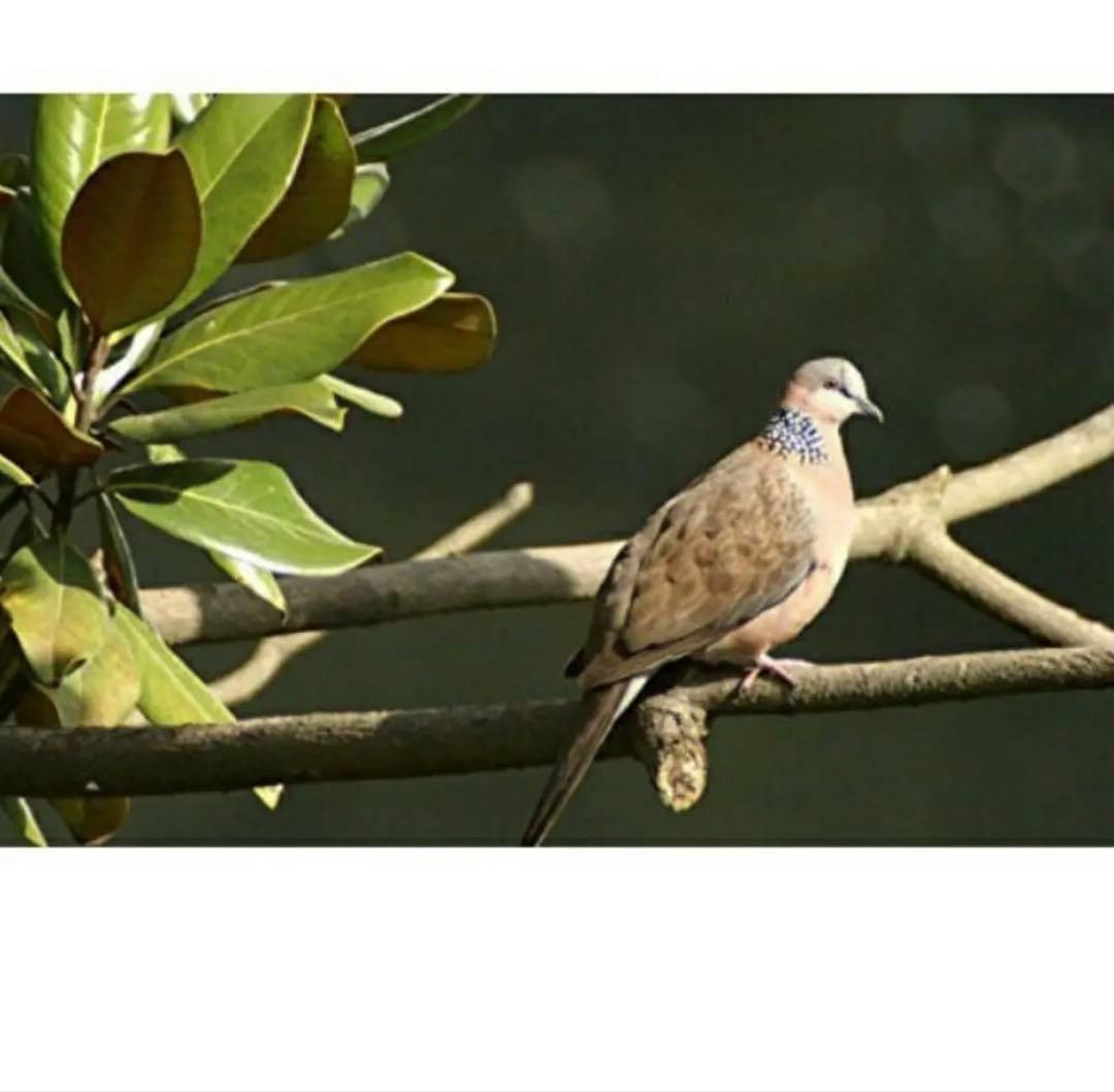 驚異のズームレンズ！SONYミラーレスカメラ用！便利な袋付き！アダプター付き！