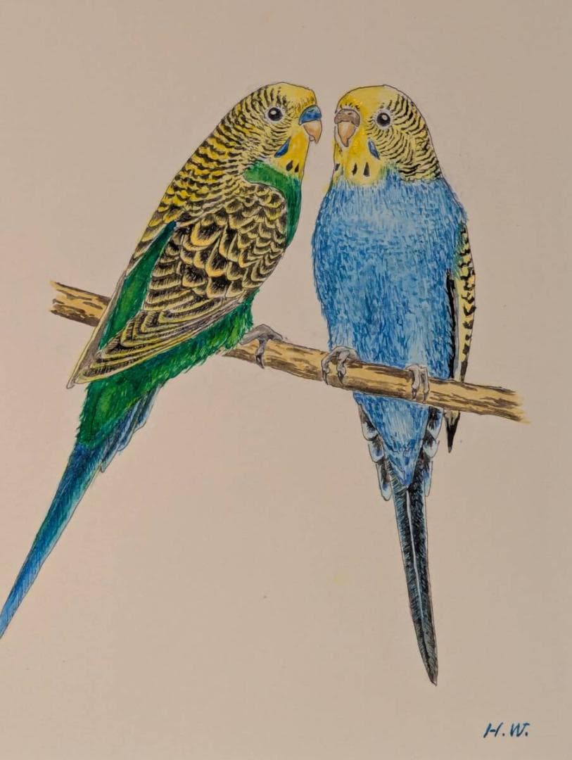 真作】絵画 水彩 セキセイインコ ペア 二羽の小鳥 青と緑のインコ Y185