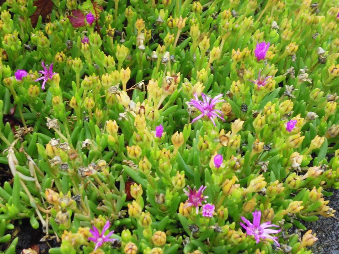 LUMIX DMC-FH10 ブラック