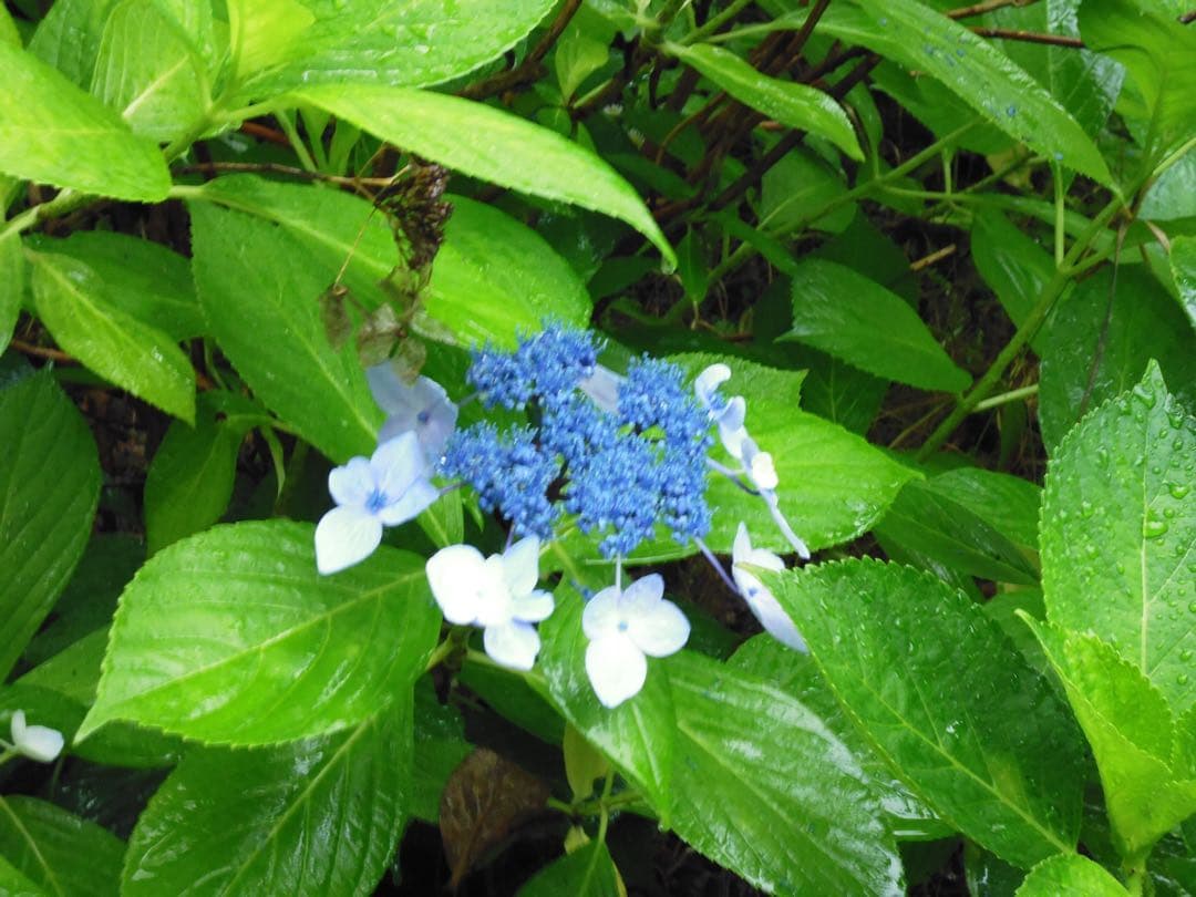 LUMIX DMC-FH10 ブラック