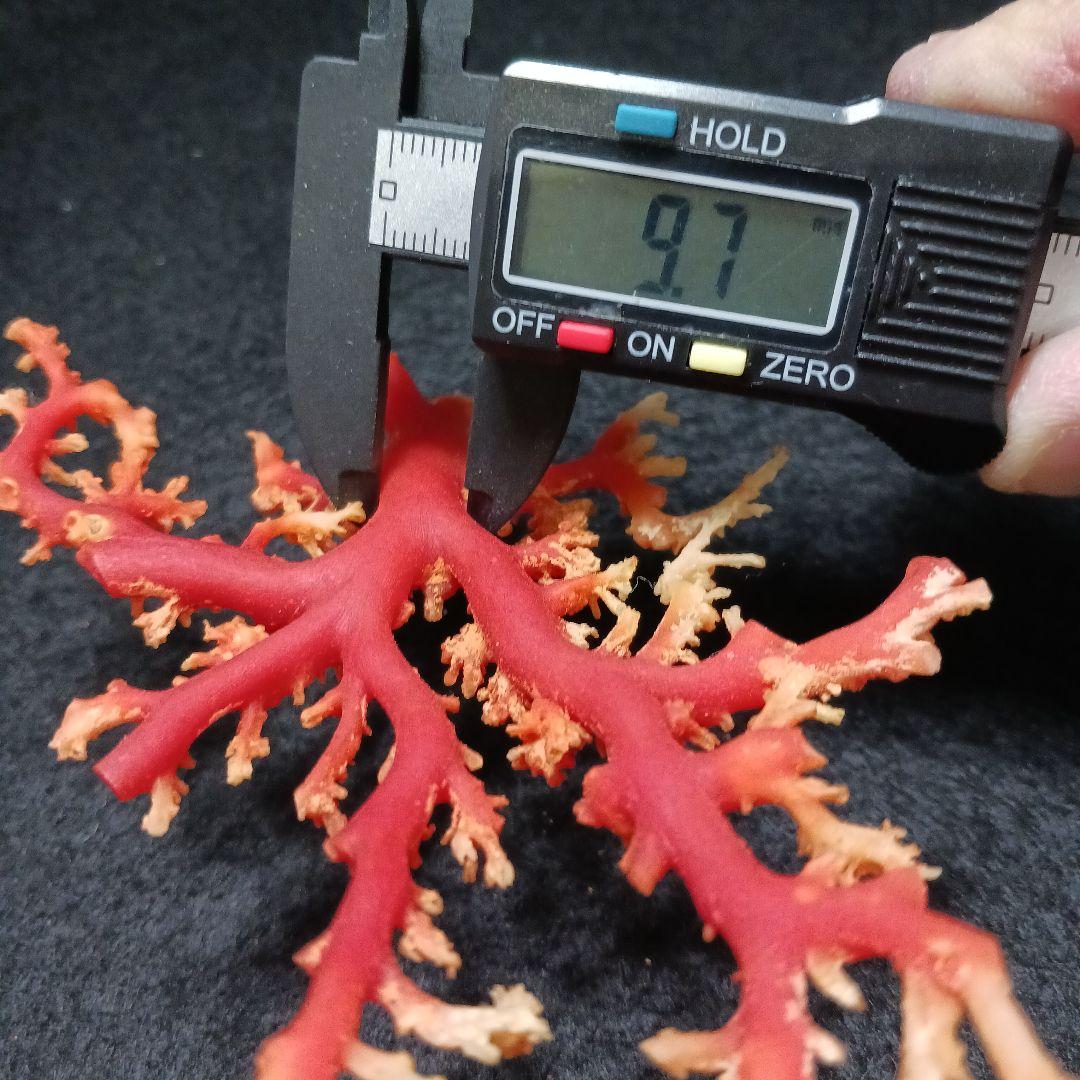 Y2678-1 国産赤珊瑚原木 血赤珊瑚 総重量28.7g 太軸 - メルカリ