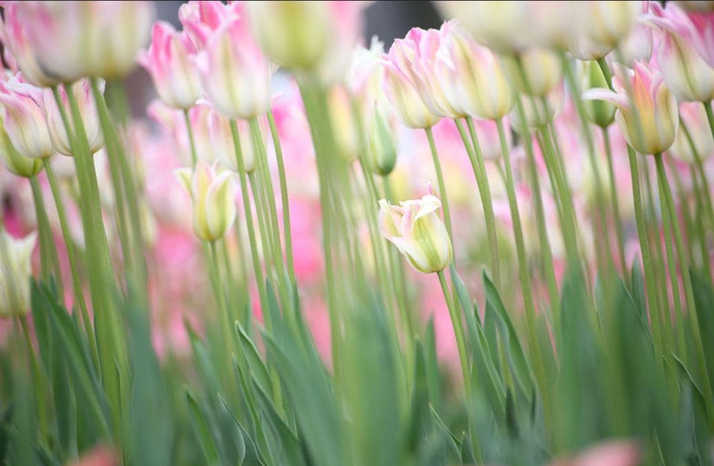 レンズ(ズーム) 15396 Sigma 70-300mm APO DG Macro pentax