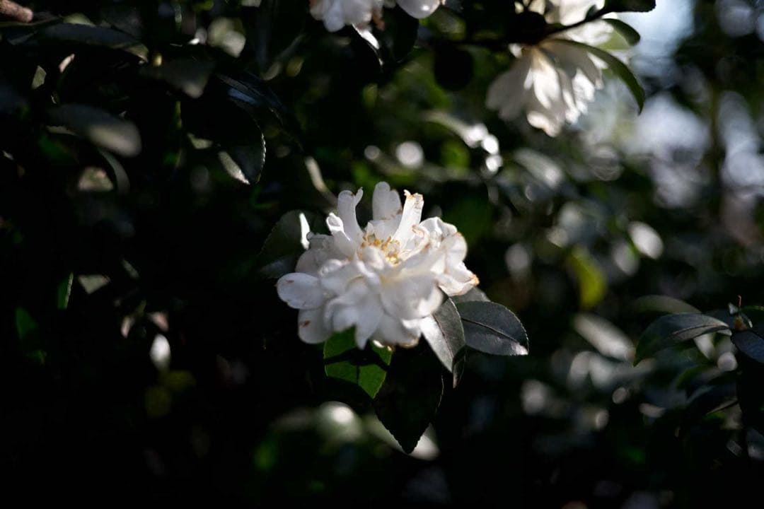 Rodenstock Heligon 50mm f2（ライカMマウント改造品）